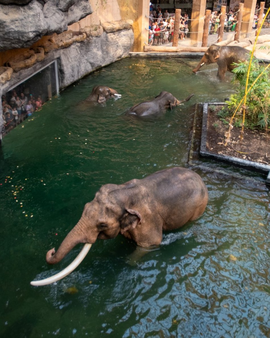 Słonie z Orientarium Zoo Łódź