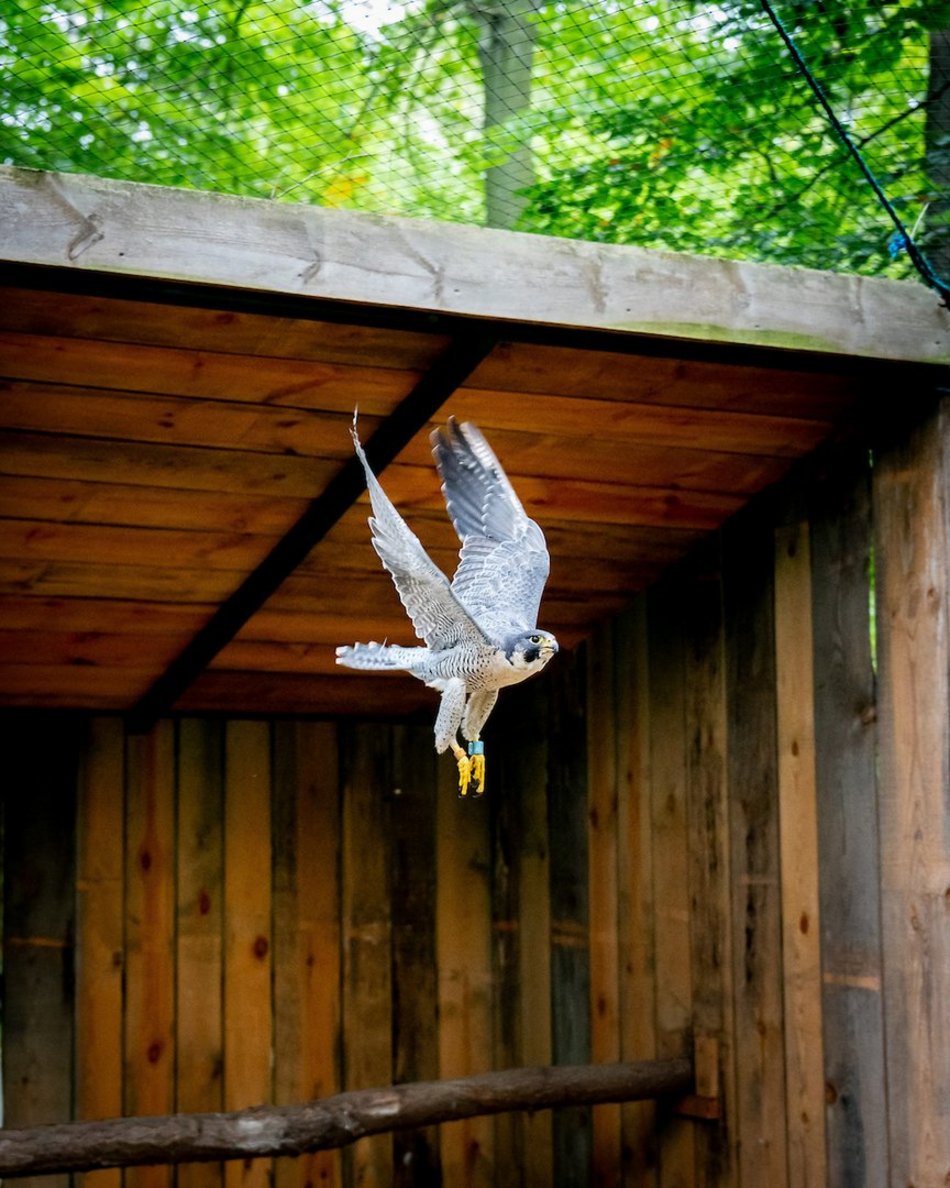 Łódź. Ośrodek Rehabilitacji Dzikich Zwierząt pomaga kolejnym podopiecznym