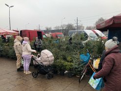 Sprzedaż choinek na Bałuckim Rynku