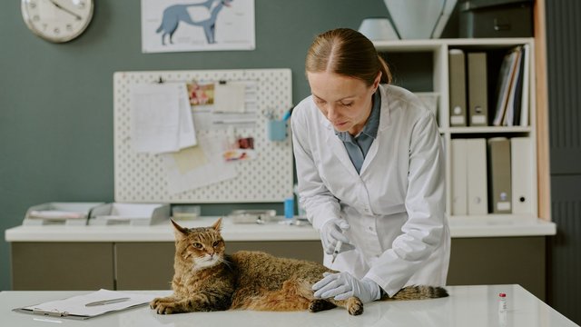 Sterylizacja i kastracja kotów wolno żyjących w Łodzi. Gdzie i na jakich zasadach? [ADRESY]