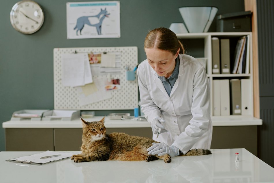 Łódź. Kot u weterynarza