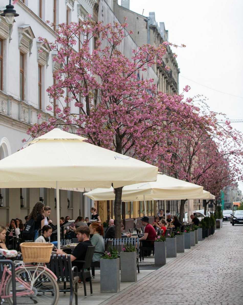 Zjawiskowy woonerf 6 sierpnia w Łodzi w wiosennych szatach! Rozkwitły wiśnie kanzan!