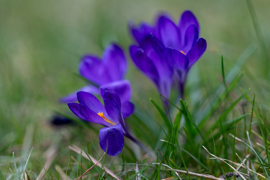 Wiosenny Ogród Botaniczny w Łodzi. Spacer wśród budzącej się do życia przyrody