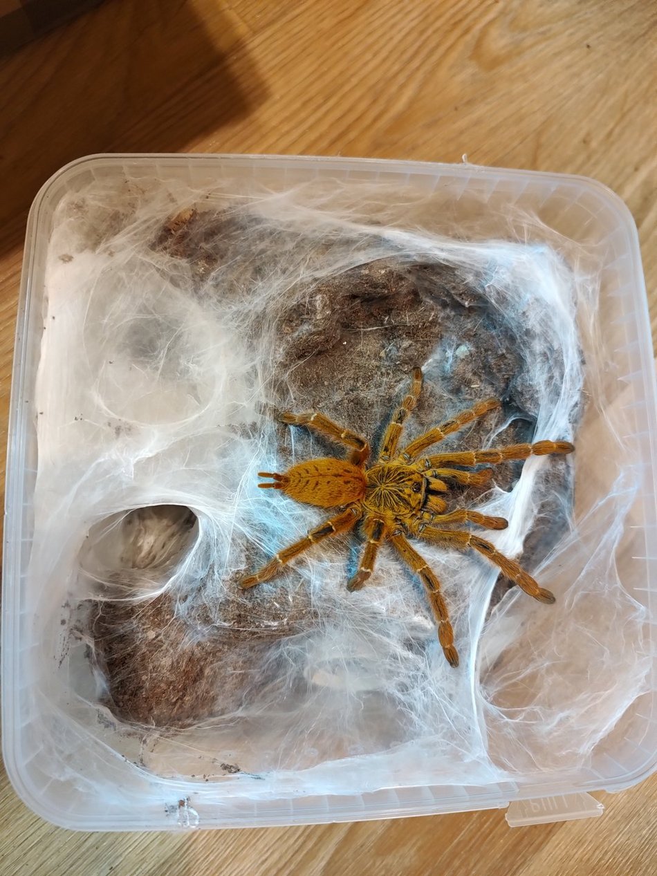 Pterinochilus murinus „usambara”