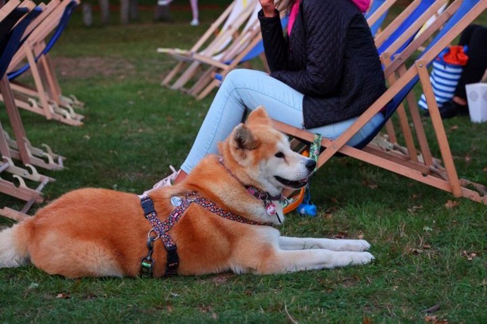 Psia Polówka w Porcie Łódź