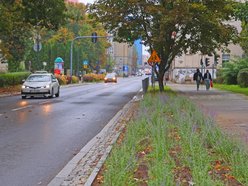 Kwitnie przy Sienkiewicza. Nowe rośliny w okolicy parku Abramowskiego