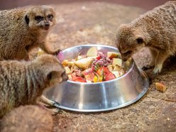 Orientarium Zoo Łódź gotowe na zimę. Zwierzętom nie będą straszne mrozy