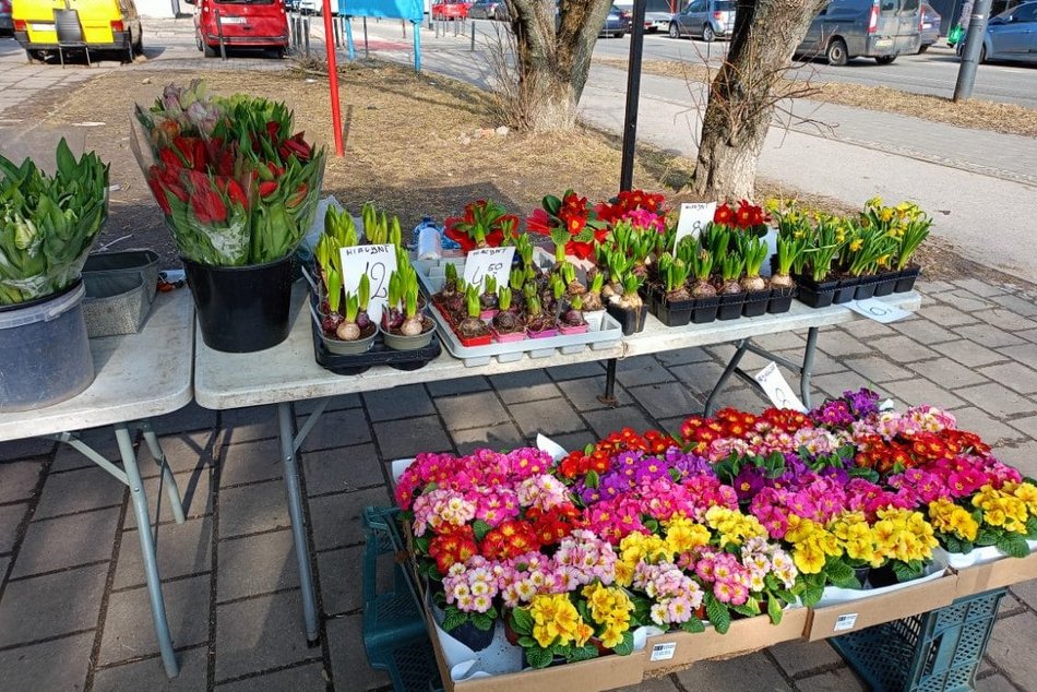 Łódź. Ceny kwiatów w Łodzi. Rynki, stragany, kwiaciarnie i supermarkety