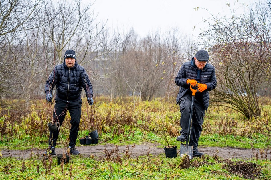 Łódź. Park Pileckiego na Złotnie w Łodzi pięknieje. 300 nowych krzewów i hit dla dzieci