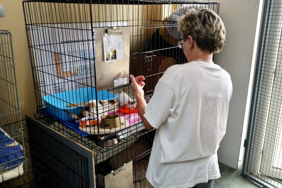 Łódź. Dom bez kota to głupota! Poznaj i adoptuj podopiecznych schroniska w Łodzi