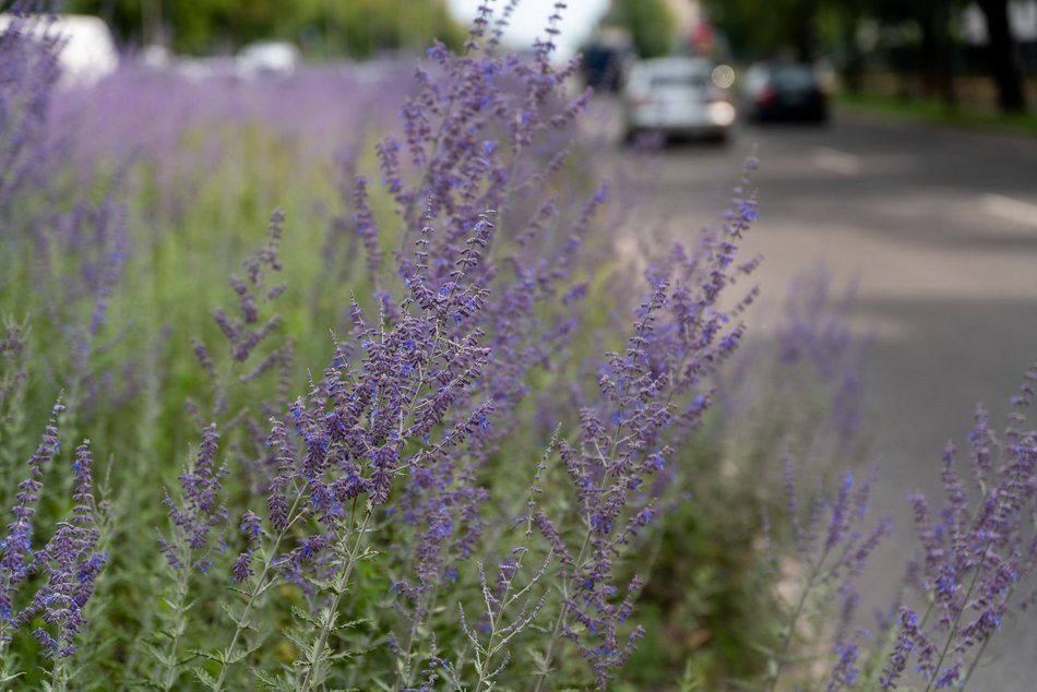 Perowskia łobodolistna przy Uniwersyteckiej!
