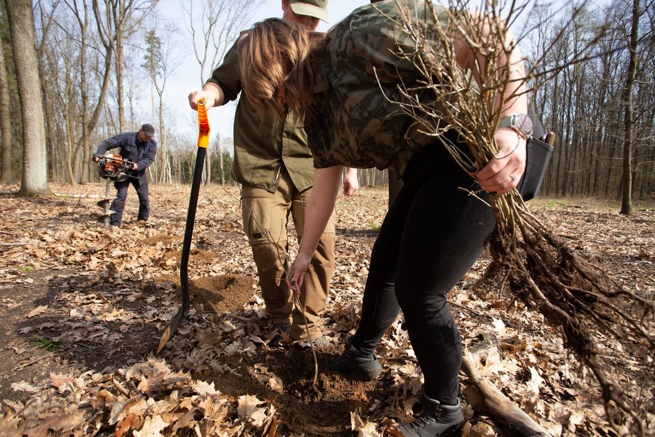 Drzewa posadzono w Lesie Łagiewnickim