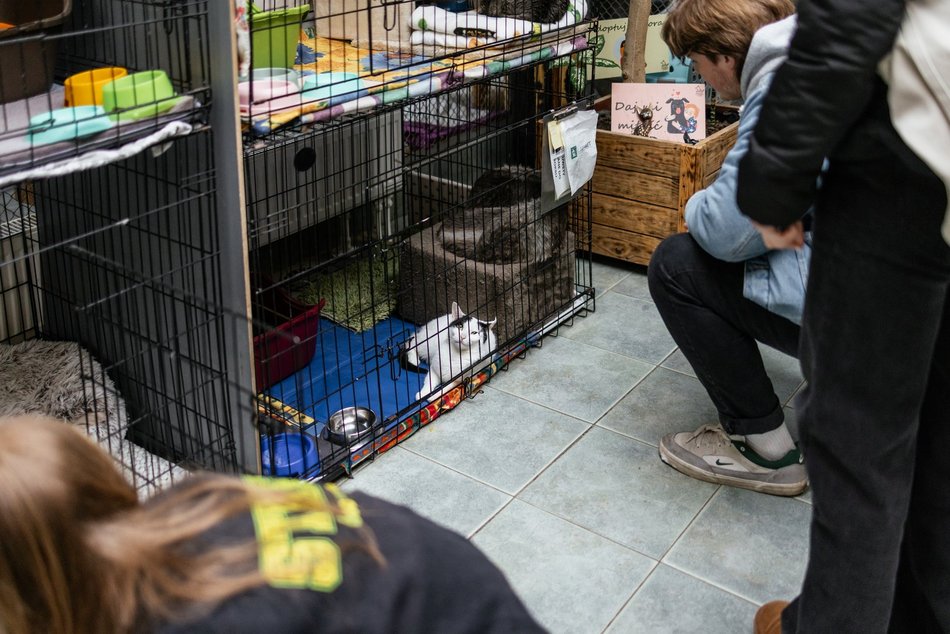 Łódź. Kocie walentynki w schronisku w Łodzi. Zobacz zdjęcia ze spotkania adopcyjnego