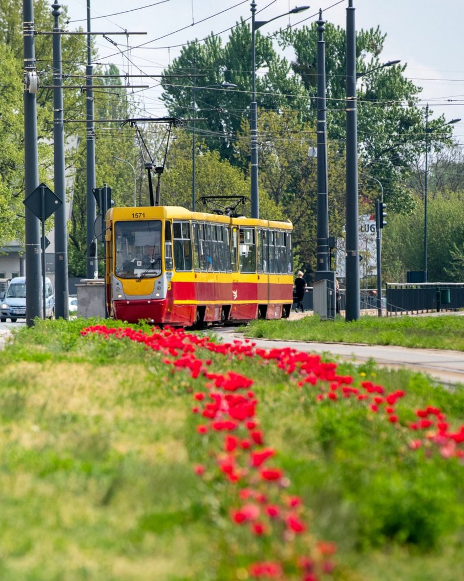 Łódź. Szpaler tulipanów na Piłsudskiego w Łodzi. Podróż tamtędy to uczta dla oczu