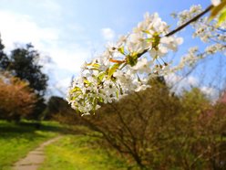 Ponad 50 tys. tulipanów możemy zobaczyć w Ogrodzie Botanicznym w Łodzi!