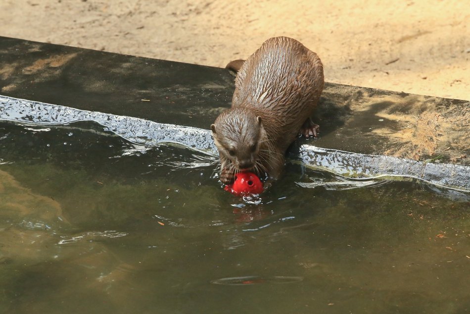 Orientarium Zoo Łódź - pokazowe karmienie