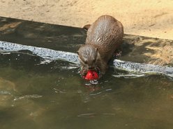 Orientarium Zoo Łódź - pokazowe karmienie