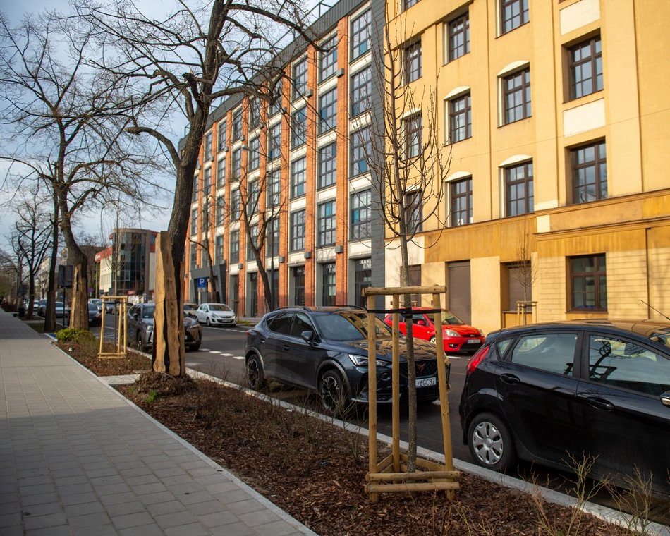 Łódź. Więcej zieleni przy Gdańskiej i Zamenhofa. Nowe rośliny już zdobią ulice