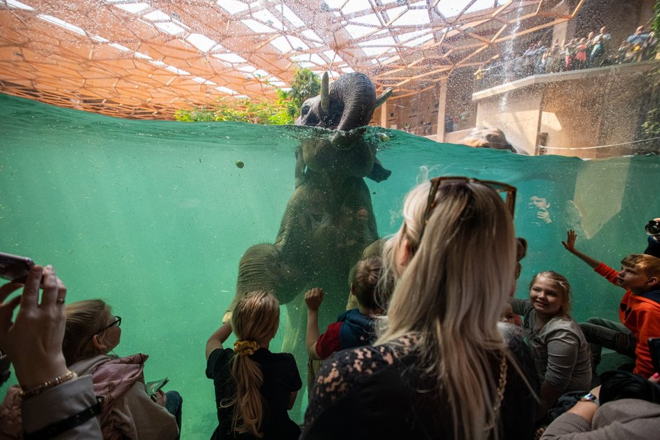 Orientarium Zoo Łódź z prestiżowym wyróżnieniem. Najlepszy Produkt Turystyczny 2024!