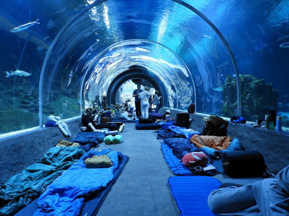 A może jesienne nocowanie w tunelu oceanicznym? Orientarium Zoo Łódź zaprasza!