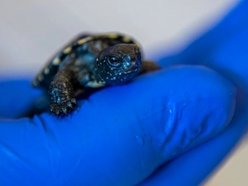 Wielki powrót żółwi błotnych! Orientarium Zoo Łódź z innowacyjnym programem reintrodukcji