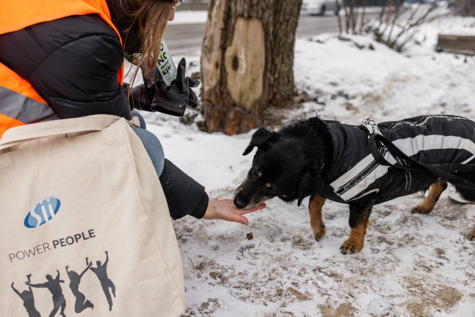 Łódź. Psy ze schroniska w Łodzi znów na spacerze! Dla tych wesołych pyszczków aż chce się chodzić!