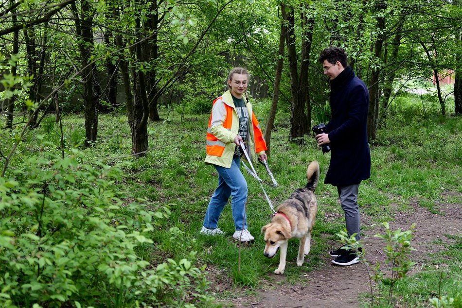 Łódź. Psy ze schroniska w Łodzi na spacerze z Łodzianami! Akcja "WYBIEGAJsŁODZIAKA" ma moc!