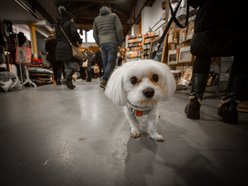 Łódź. Targi dla Zwierzaków w Łodzi. Przy Piotrkowskiej 217 znajdziesz unikalne akcesoria i smakołyki