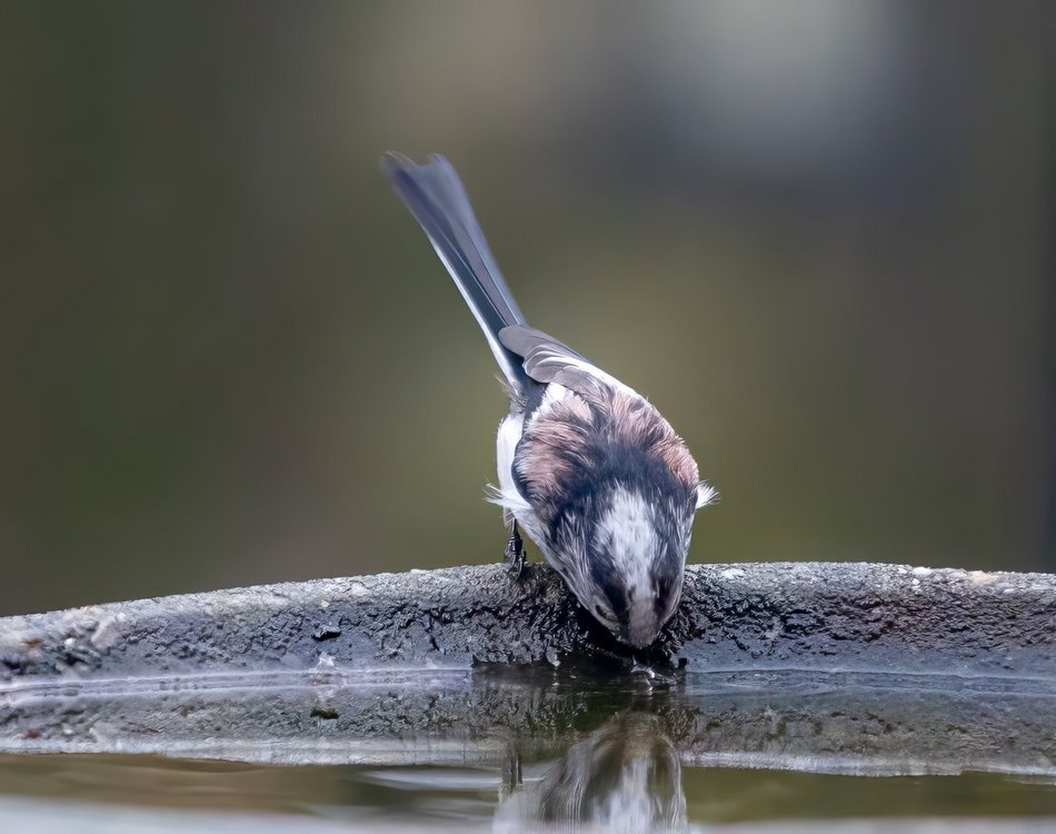 Łódź. Projekty dla zwierząt z Budżetu Obywatelskiego