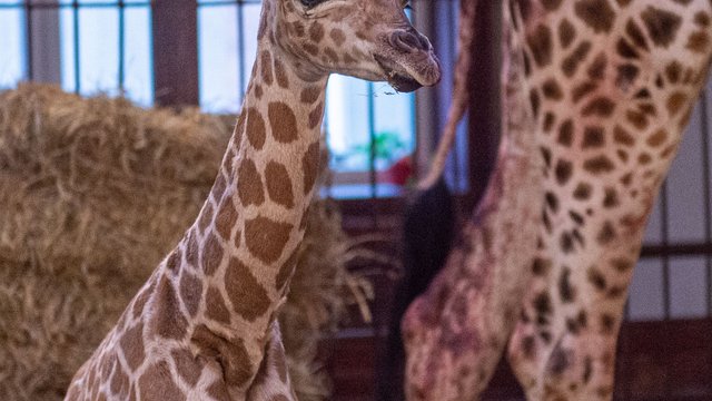 Narodziny żyrafy w Orientarium Zoo Łódź. Maluch to słodziak, a odrzuciła go matka [ZDJĘCIA]