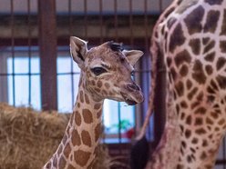 Narodziny żyrafy w Orientarium Zoo Łódź