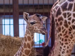 Narodziny żyrafy w Orientarium Zoo Łódź