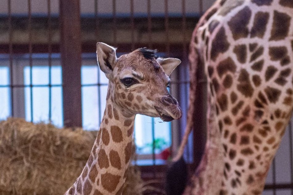 Narodziny żyrafy w Orientarium Zoo Łódź