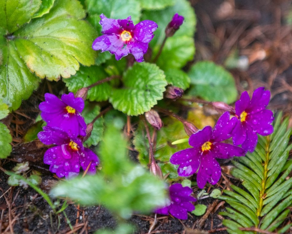 Ogród Botaniczny w Łodzi