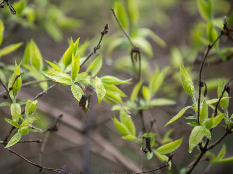 Ogród Botaniczny w Łodzi