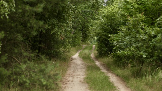 Dwa nowe parki leśne w Łodzi. Na Stokach i na Radogoszczu