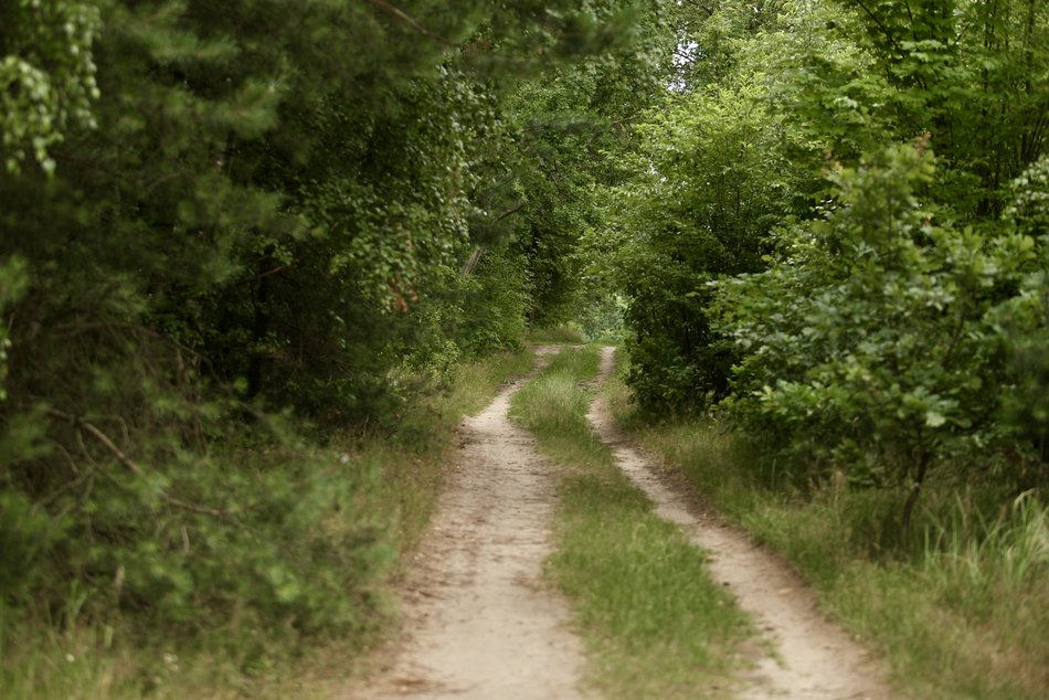 Dwa nowe parki leśne w Łodzi