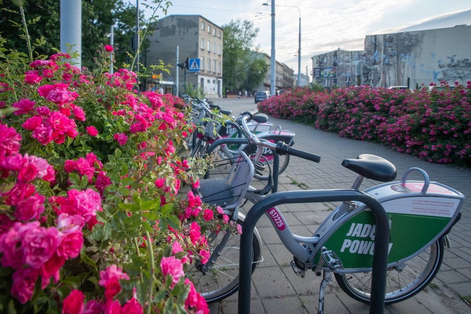 Róże na ulicach Łodzi