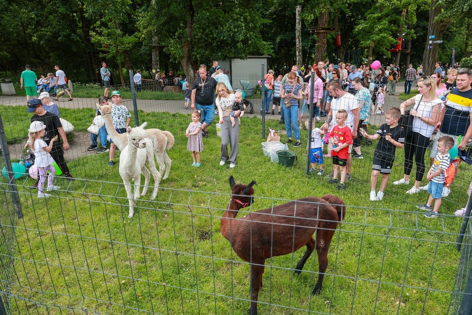 Łódź. Dzień Dziecka w parku na Młynku w Łodzi. Dmuchańce, alpaki i skutery wodne