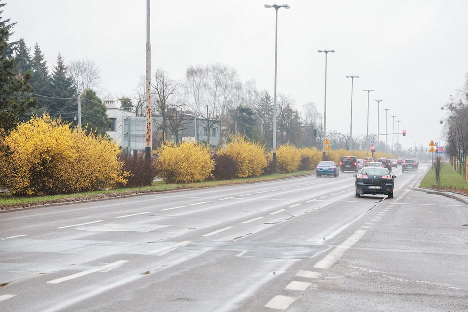 Łódź. Wiosna w pełni przy Julianowskiej. Zakwitły żółte forsycje