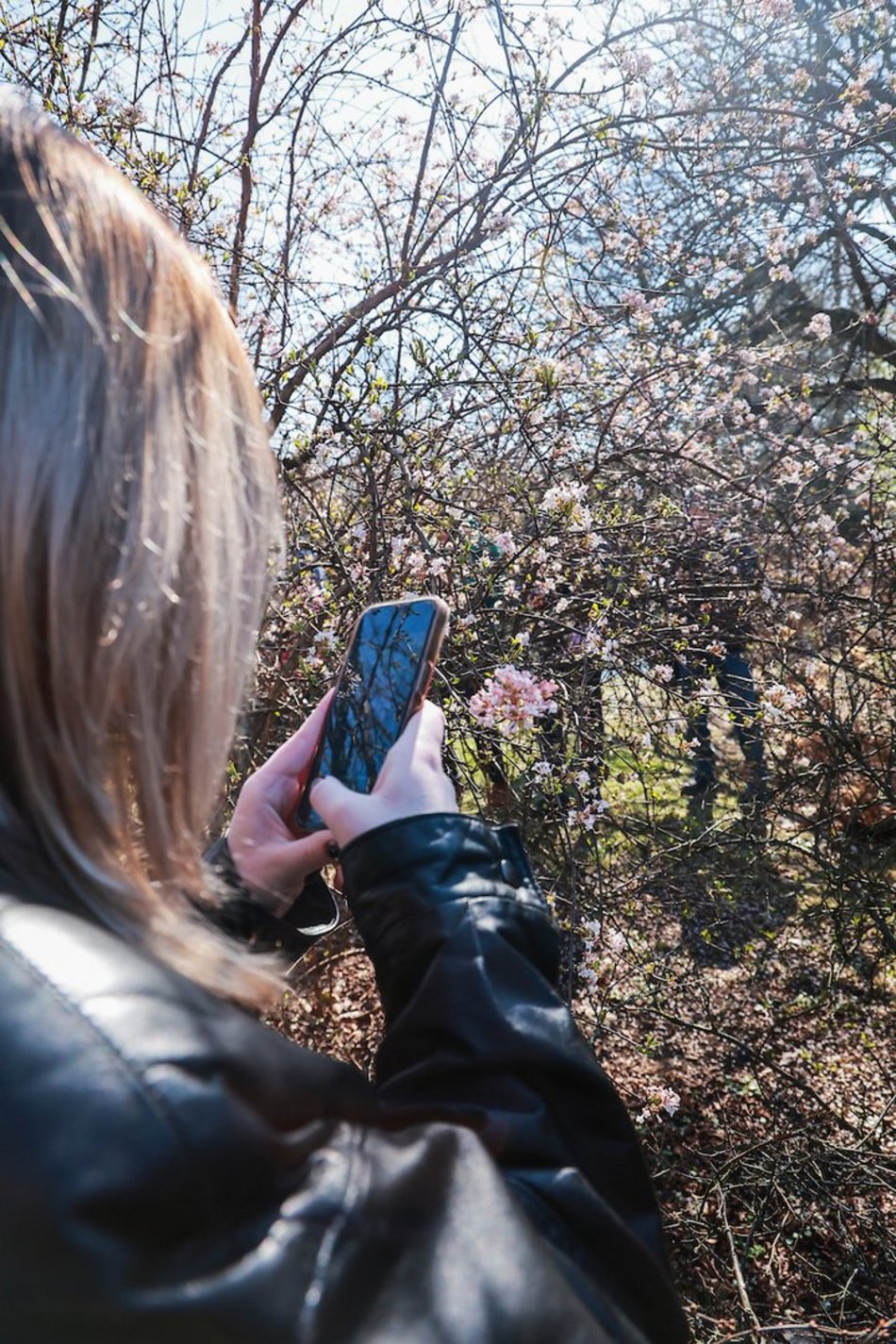Łódź. W Ogrodzie Botanicznym wiosna w pełni! Przebiśniegi i krokusy zachwycają