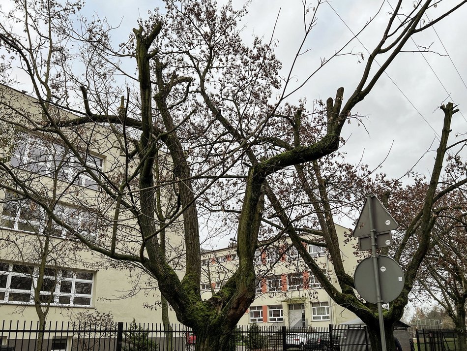 Ulica Socjalna. Drzewa zniszczone przez PGE