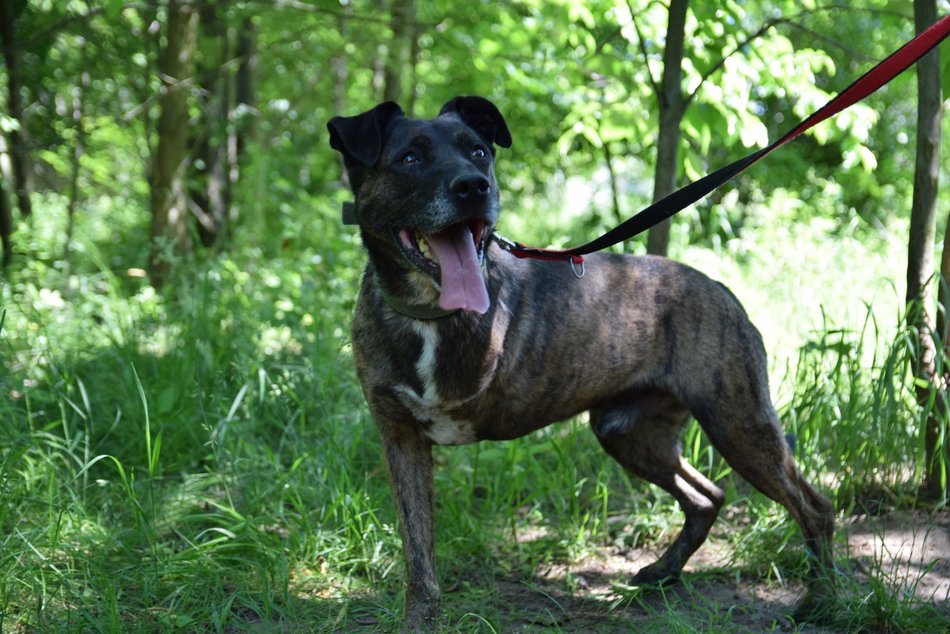 Łódź. Na pomoc psiakom ze schroniska w Łodzi! Dołącz do akcji Fantastyczni Towarzysze