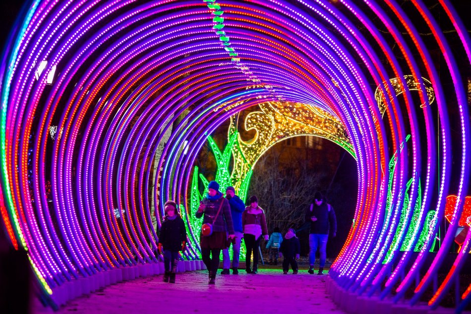 park miliona swiatel, alpaki