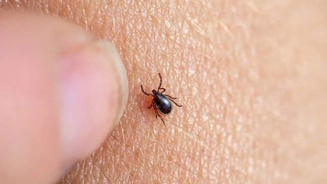 Prawdziwa plaga kleszczy, również w Łodzi! W tym roku zaczęły atakować znacznie wcześniej