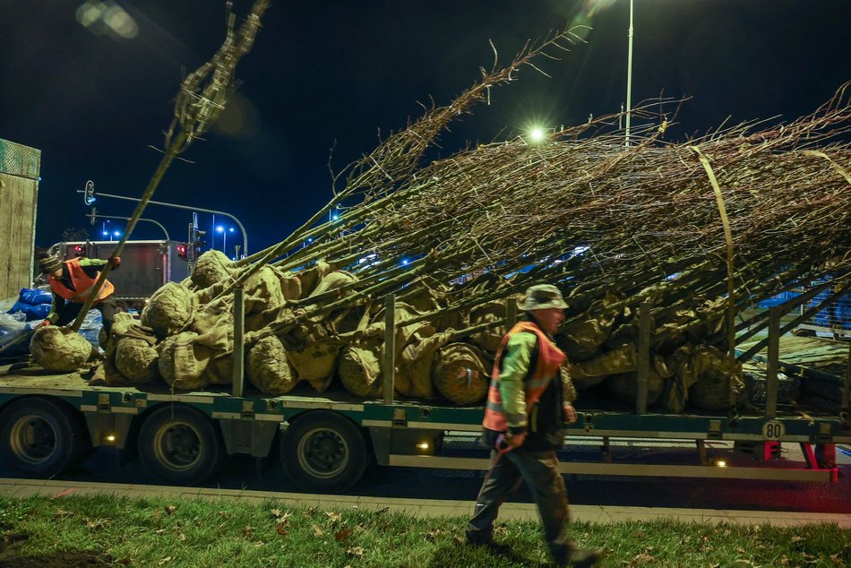 Łódź. Nowe drzewa przy Jana Pawła II