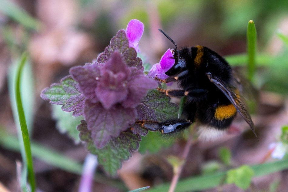 Wiosenny Ogród Botaniczny w Łodzi. Spacer wśród budzącej się do życia przyrody