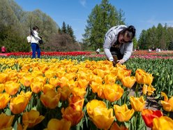 Łódź. Tysiące tulipanów w Ogrodzie Botanicznym w Łodzi. Przyjdź i zobacz je na własne oczy!