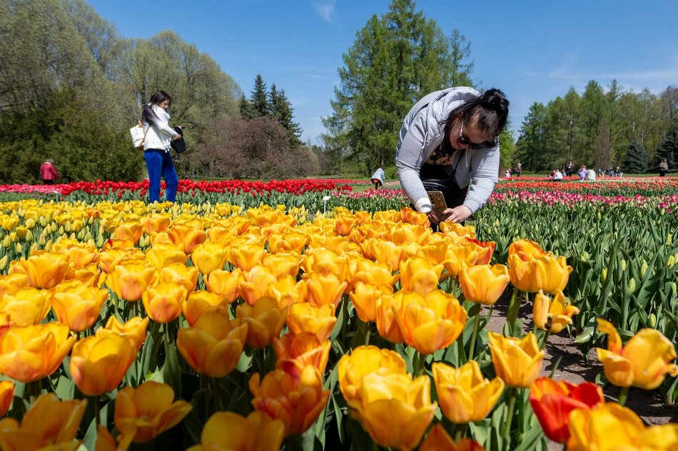 Łódź. Tysiące tulipanów w Ogrodzie Botanicznym w Łodzi. Przyjdź i zobacz je na własne oczy!