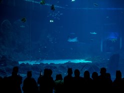 Rekiny w Orientarium Zoo Łódź